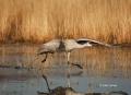 Sandhill-Crane;Crane;Grus-canadensis;One;one-animal;avifauna;bird;birds;feather;